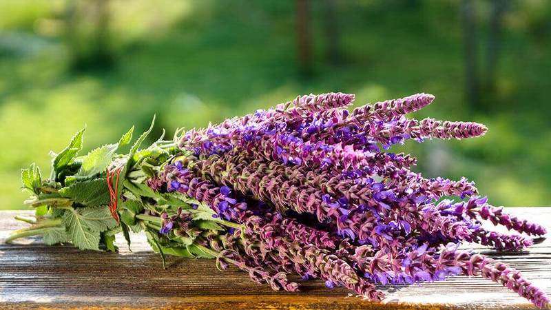 Шалфей (Salvia officinalis) — многолетнее растение